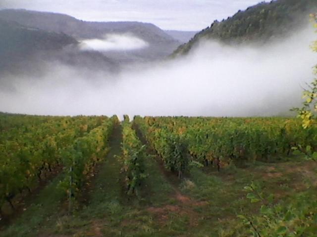 Maison Isolee Dans Les Vignes Et Les Bois Valady Exterior photo